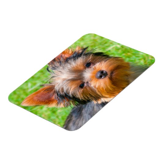 Yorkshire Terrier Magnet (Linke Seite)