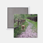 Yorkshire Terrier Magnet (Vorderseite/Rückseite)