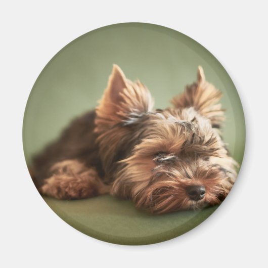 Yorkshire Terrier Magnet (Vorne)