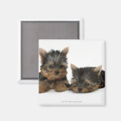 Yorkshire Terrier Magnet (Vorderseite/Rückseite)