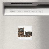 Yorkshire Terrier Magnet (In Situ (Geschirrspüler))