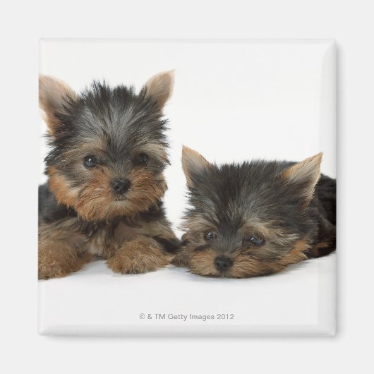 Yorkshire Terrier Magnet (Vorne)