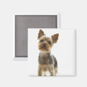 Yorkshire Terrier Magnet (Vorderseite/Rückseite)