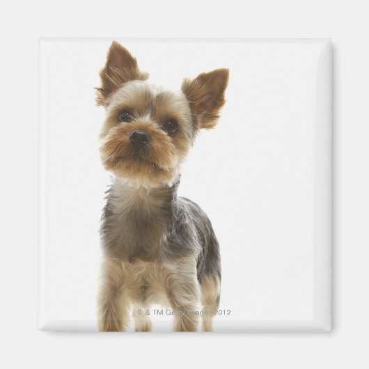 Yorkshire Terrier Magnet (Vorne)