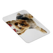 Yorkshire Terrier mit roten Bögen Magnet (Rechte Seite)