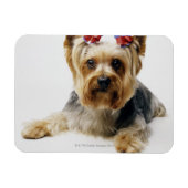 Yorkshire Terrier mit roten Bögen Magnet (Horizontal)