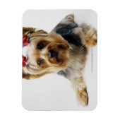 Yorkshire Terrier mit roten Bögen Magnet (Vertikal)