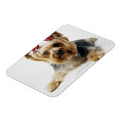 Yorkshire Terrier mit roten Bögen Magnet (Linke Seite)