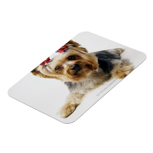 Yorkshire Terrier mit roten Bögen Magnet (Linke Seite)