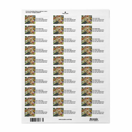 Yorkshire Terrier mit Stiefmütterchen (Vorne)