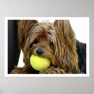 Yorkshire Terrier mit Tennisball Poster