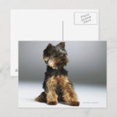 Yorkshire Terrier, nah-up Postkarte (Vorne/Hinten)