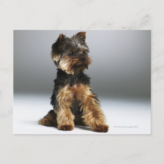 Yorkshire Terrier, nah-up Postkarte (Vorderseite)
