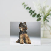Yorkshire Terrier, nah-up Postkarte (Stehend Vorderseite)