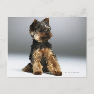 Yorkshire Terrier, nah-up Postkarte