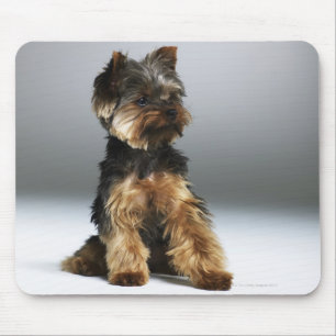 Yorkshire-Terrier, Nahaufnahme Mousepad