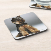 Yorkshire-Terrier, Nahaufnahme Untersetzer (Linke Seite)