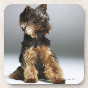 Yorkshire-Terrier, Nahaufnahme Untersetzer