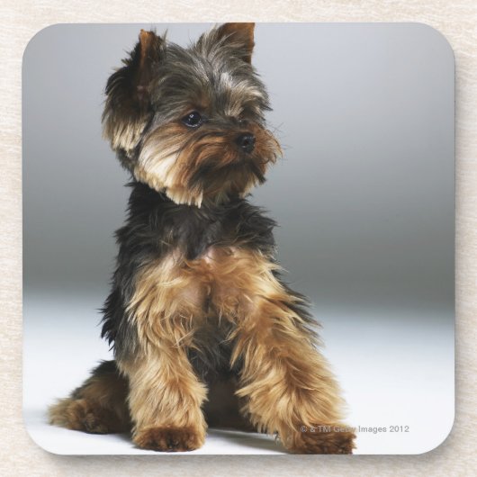 Yorkshire-Terrier, Nahaufnahme Untersetzer (Vorderseite)
