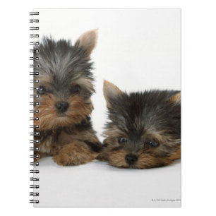 Yorkshire Terrier Notizblock
