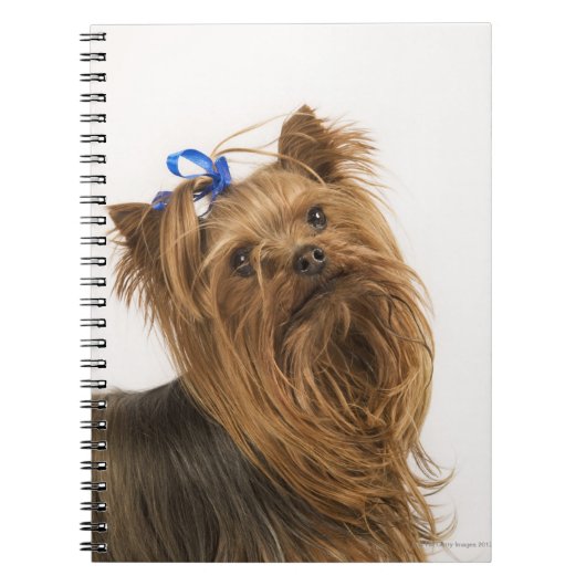 Yorkshire Terrier Notizblock (Vorderseite)