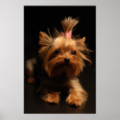 Yorkshire Terrier Portrait Poster (Vorne)