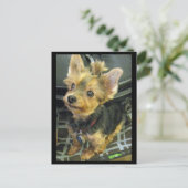 Yorkshire Terrier Postcard Postkarte (Stehend Vorderseite)