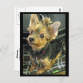 Yorkshire Terrier Postcard Postkarte (Vorne/Hinten)