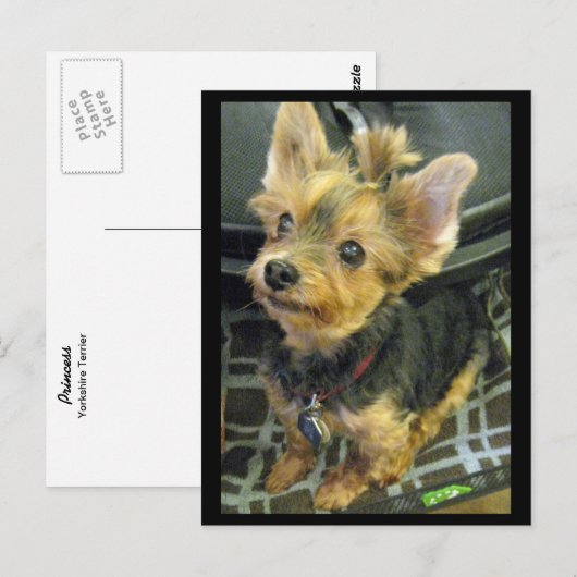 Yorkshire Terrier Postcard Postkarte (Vorne/Hinten)