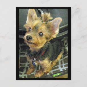 Yorkshire Terrier Postcard Postkarte