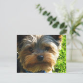 Yorkshire Terrier Postcard Postkarte (Stehend Vorderseite)