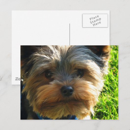 Yorkshire Terrier Postcard Postkarte (Vorne/Hinten)