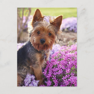 Yorkshire Terrier Postcard Postkarte