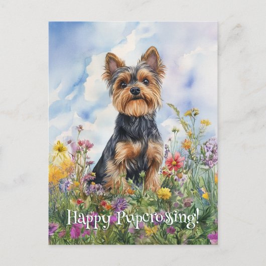 Yorkshire Terrier Postcross - Postcard Postkarte (Vorderseite)
