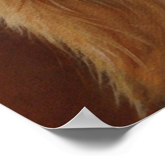 Yorkshire Terrier Poster (Ecke)