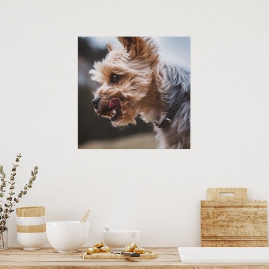 Yorkshire Terrier Poster (Küche)