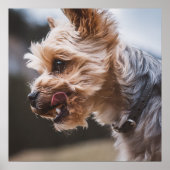 Yorkshire Terrier Poster (Vorne)