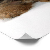 Yorkshire Terrier Poster (Ecke)