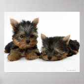 Yorkshire Terrier Poster (Vorne)