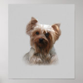Yorkshire Terrier Poster (Vorne)
