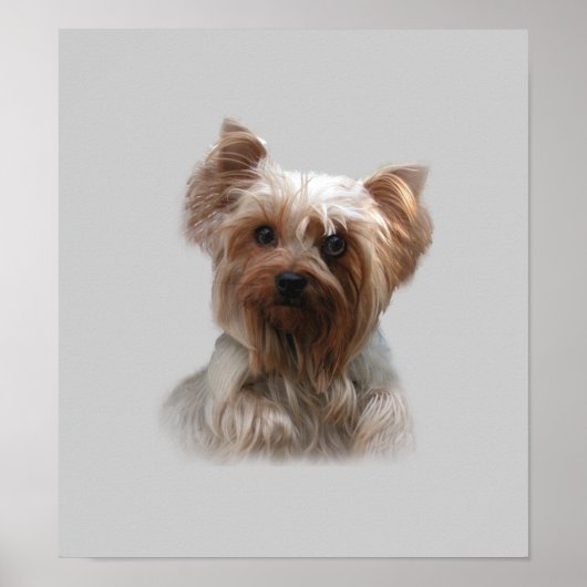 Yorkshire Terrier Poster (Vorne)
