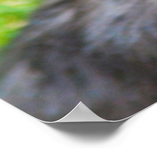 Yorkshire Terrier Poster (Ecke)