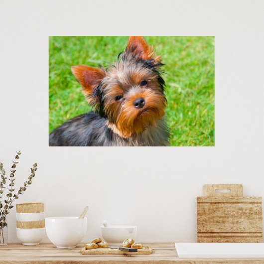 Yorkshire Terrier Poster (Küche)