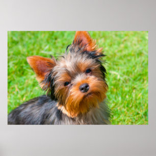 Yorkshire Terrier Poster