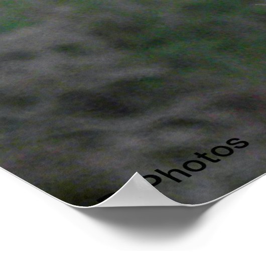 Yorkshire Terrier Poster (Ecke)