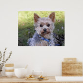 Yorkshire Terrier Poster (Küche)