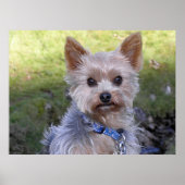 Yorkshire Terrier Poster (Vorne)