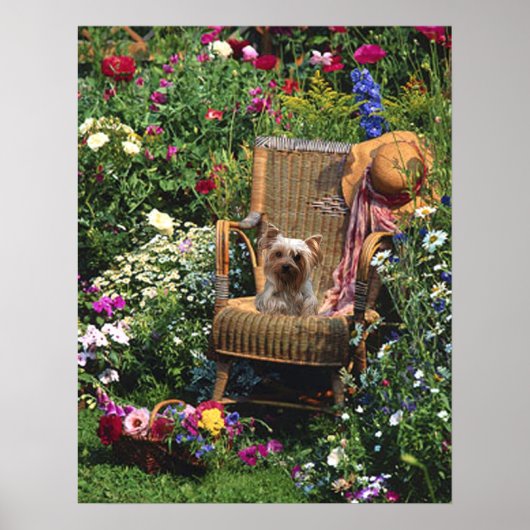 Yorkshire Terrier Poster Garden (Vorne)