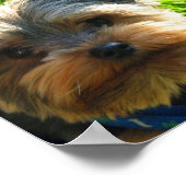 Yorkshire Terrier Poster Print (Ecke)