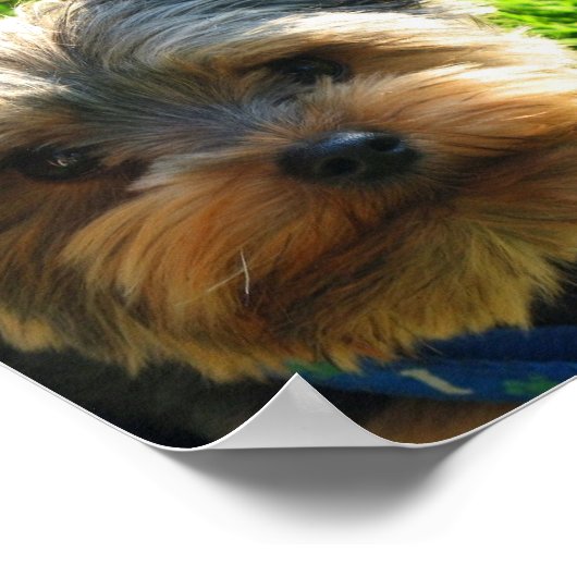 Yorkshire Terrier Poster Print (Ecke)